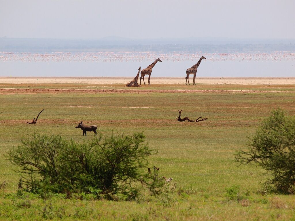 Tre giraffe sulla riva del lago, un facocero nell'erba davanti e una lunga linea rosa di fenicotteri sull'acqua