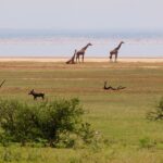 Tre giraffe sulla riva del lago, un facocero nell'erba davanti e una lunga linea rosa di fenicotteri sull'acqua