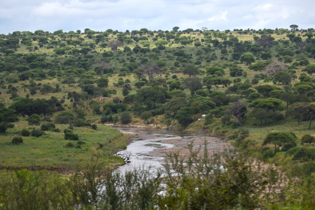 Il fiume Tarangire serpeggia tra rive verdi, acacie e baobab coprono le colline