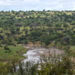 Il fiume Tarangire serpeggia tra rive verdi, acacie e baobab coprono le colline