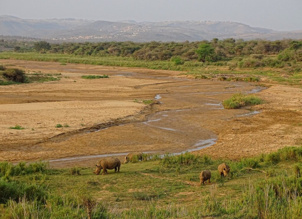 Quattro rinoceronti bianchi, tra cui un piccolo, brucano un prato verde sul bordo di un largo letto di fiume sabbioso dove scorre un sottile filo d'acqua, colline e villaggi in lontananza