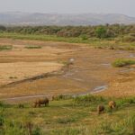Quattro rinoceronti bianchi, tra cui un piccolo, brucano un prato verde sul bordo di un largo letto di fiume sabbioso dove scorre un sottile filo d'acqua, colline e villaggi in lontananza
