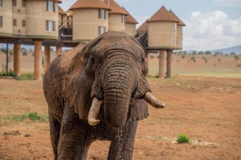 Un elefante in primo piano, davanti alle torri rotonde su palafitte del Salt Lick Safari Lodge