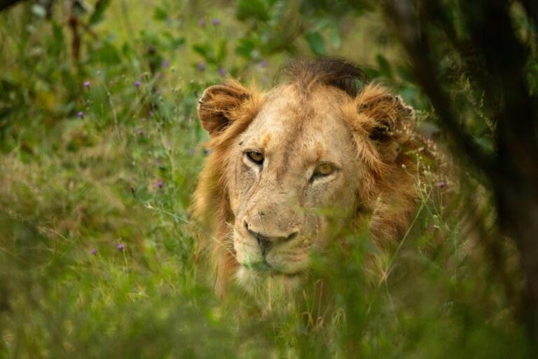 Un leone sdraiato nell'erba alta, con la testa girata verso l'obiettivo