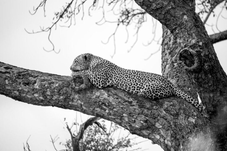 Un leopardo disteso su un grosso ramo, in bianco e nero