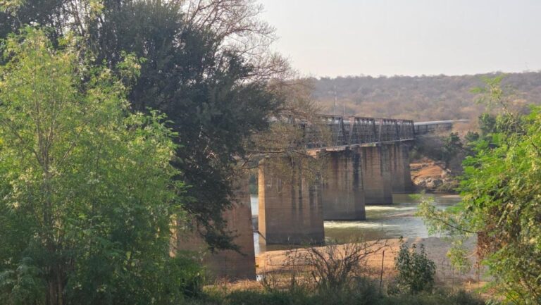 Un treno sul ponte metallico dell'Olifants, visto tra gli alberi della riva