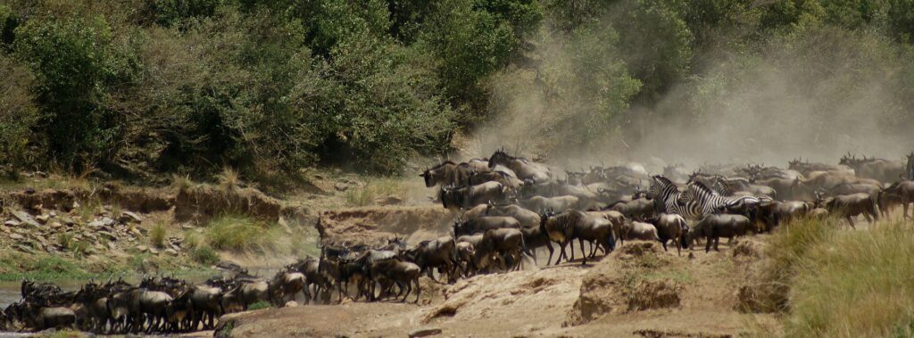 Una mandria di gnu e qualche zebra risalgono la sponda polverosa dopo l'attraversamento, in una nuvola di polvere davanti ai cespugli