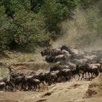 Una mandria di gnu e qualche zebra risalgono la sponda polverosa dopo l'attraversamento, in una nuvola di polvere davanti ai cespugli