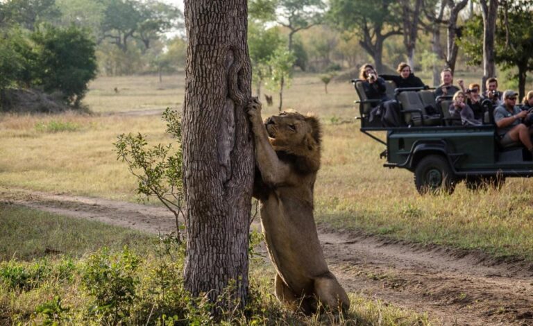 Un leone ritto contro un tronco d'albero, davanti a un 4x4 aperto i cui passeggeri lo fotografano