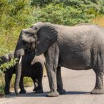 Un'elefantessa attraversa di profilo una strada asfaltata, dietro di lei un giovane elefante strappa foglie dal cespuglio a bordo strada, savana verde tutto intorno