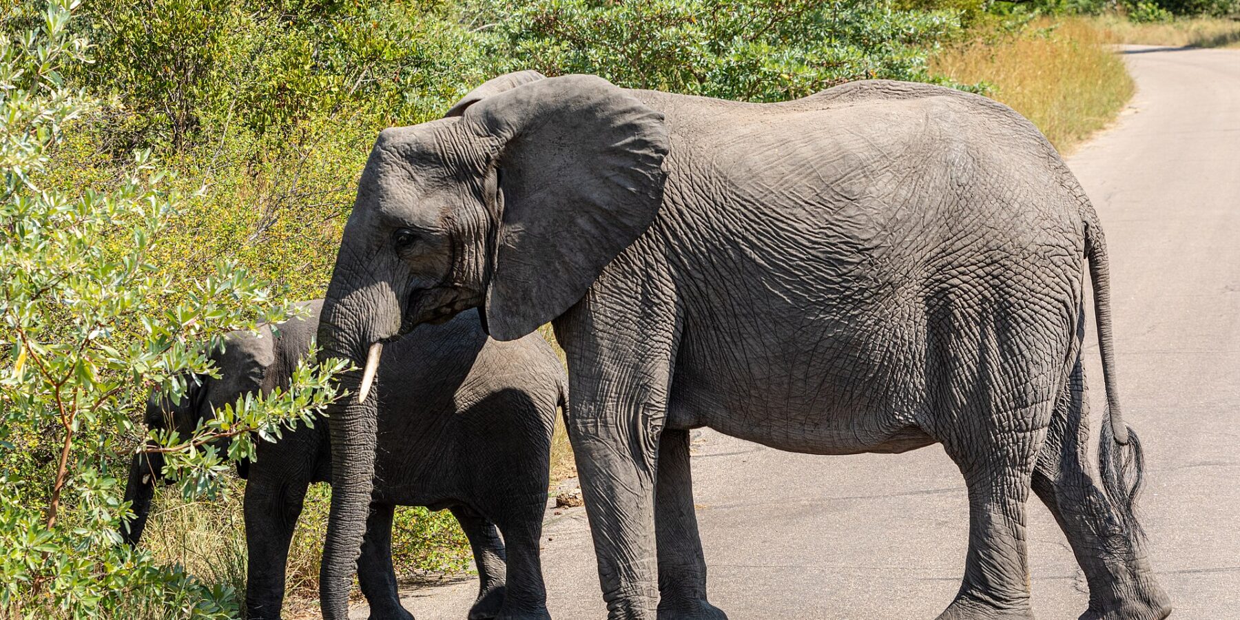 Un'elefantessa attraversa di profilo una strada asfaltata, dietro di lei un giovane elefante strappa foglie dal cespuglio a bordo strada, savana verde tutto intorno