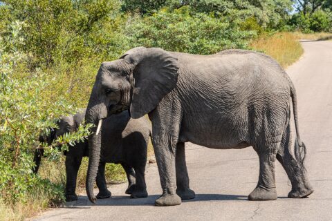Un'elefantessa attraversa di profilo una strada asfaltata, dietro di lei un giovane elefante strappa foglie dal cespuglio a bordo strada, savana verde tutto intorno