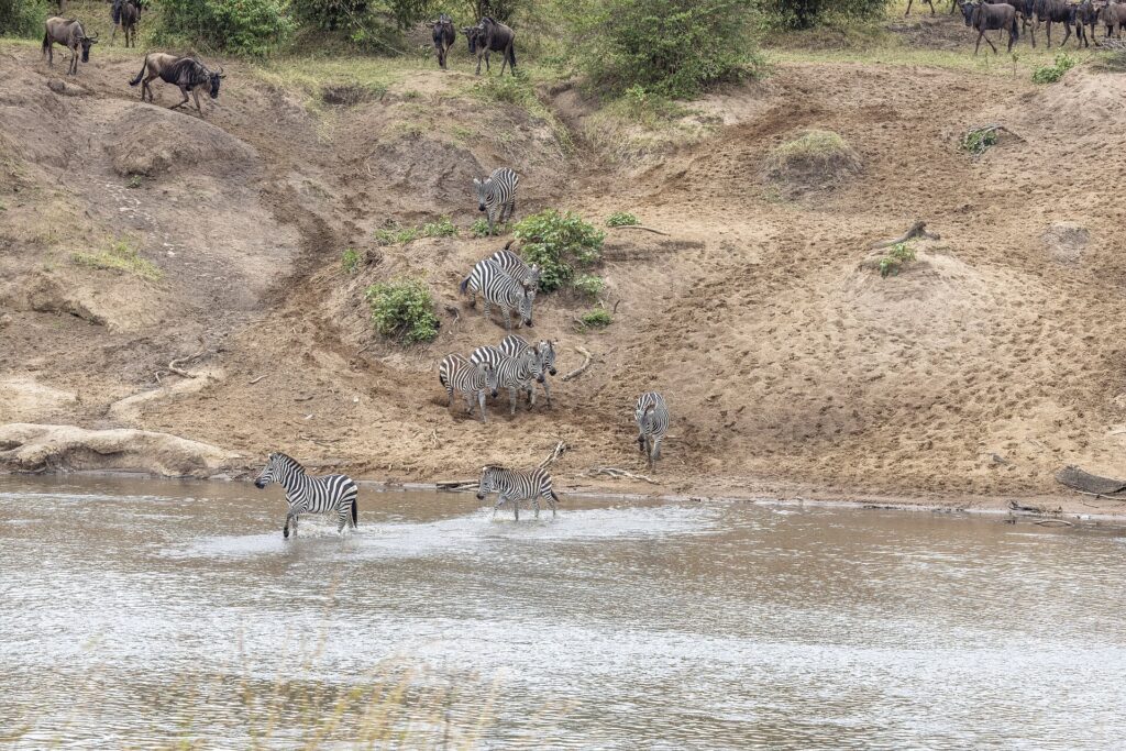 Zebre scendono da una riva di sabbia e guadano il fiume, mentre gli gnu aspettano in cima al pendio