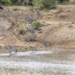 Zebre scendono da una riva di sabbia e guadano il fiume, mentre gli gnu aspettano in cima al pendio