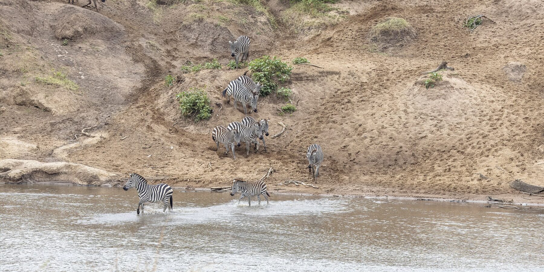 Zebre scendono da una riva di sabbia e guadano il fiume, mentre gli gnu aspettano in cima al pendio