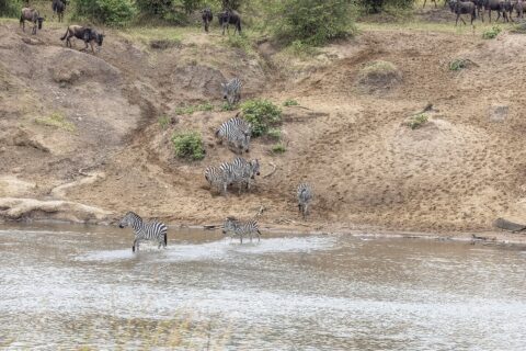 Zebre scendono da una riva di sabbia e guadano il fiume, mentre gli gnu aspettano in cima al pendio