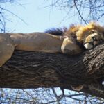 Un leone dalla criniera scura sdraiato per tutta la sua lunghezza su un grosso ramo, le zampe penzoloni, cielo azzurro