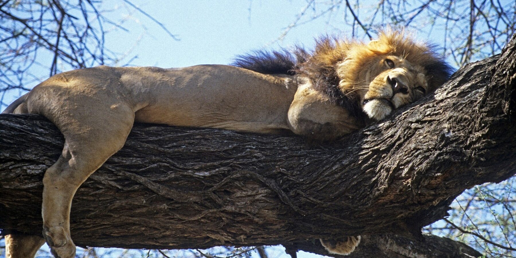 Un leone dalla criniera scura sdraiato per tutta la sua lunghezza su un grosso ramo, le zampe penzoloni, cielo azzurro