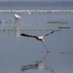 Un fenicottero minore prende il volo correndo sull'acqua grigia, una lunga fila di fenicotteri rosa sullo sfondo del lago