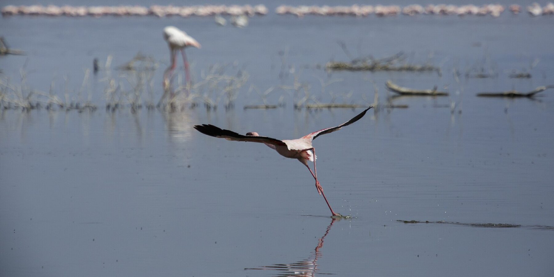 Un fenicottero minore prende il volo correndo sull'acqua grigia, una lunga fila di fenicotteri rosa sullo sfondo del lago