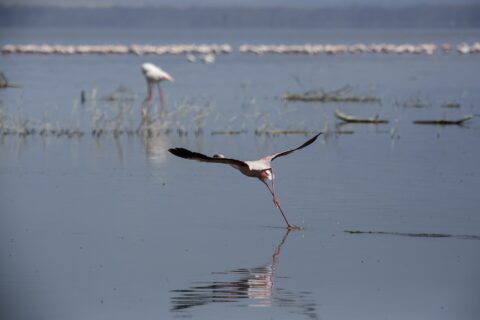 Un fenicottero minore prende il volo correndo sull'acqua grigia, una lunga fila di fenicotteri rosa sullo sfondo del lago