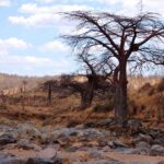 Il letto roccioso del Grande Ruaha in secca, un baobab senza foglie sulla riva e zebre in lontananza sulla collina