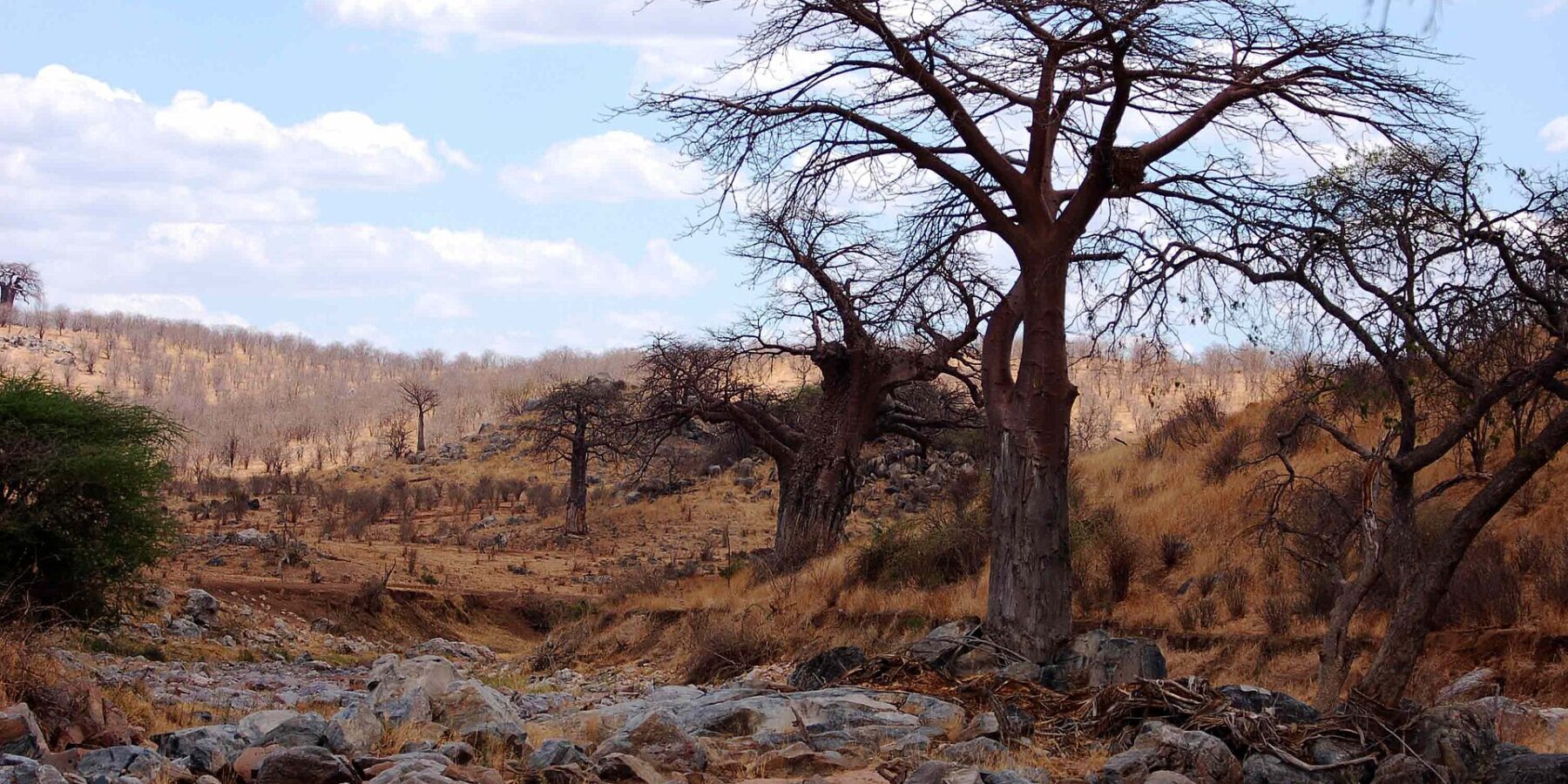 Il letto roccioso del Grande Ruaha in secca, un baobab senza foglie sulla riva e zebre in lontananza sulla collina