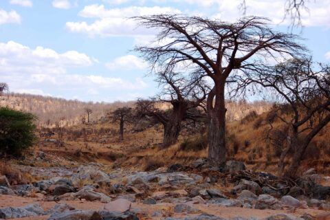 Il letto roccioso del Grande Ruaha in secca, un baobab senza foglie sulla riva e zebre in lontananza sulla collina
