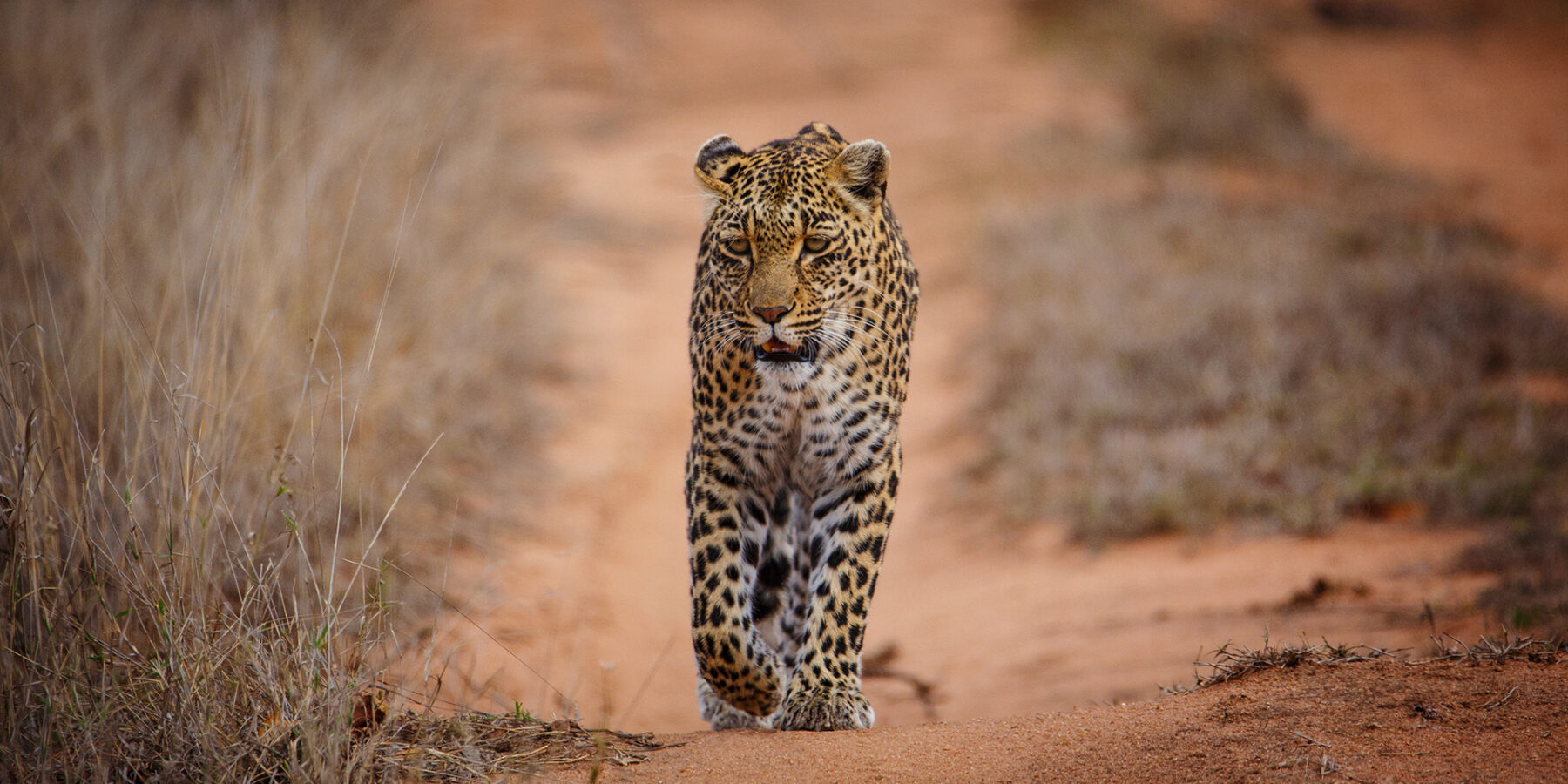 Un leopardo cammina dritto verso l'obiettivo su una pista di sabbia rossa tra l'erba secca, lo sguardo fisso e una zampa anteriore sollevata