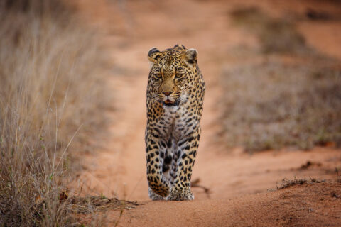 Un leopardo cammina dritto verso l'obiettivo su una pista di sabbia rossa tra l'erba secca, lo sguardo fisso e una zampa anteriore sollevata