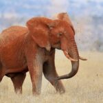 Un elefante tutto rosso di laterite si getta terra sulla schiena con la proboscide, zolle in aria, nell'erba secca
