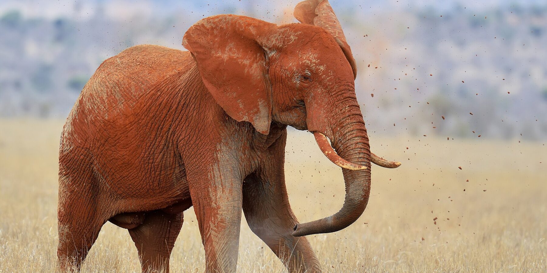 Un elefante tutto rosso di laterite si getta terra sulla schiena con la proboscide, zolle in aria, nell'erba secca