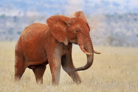 Un elefante tutto rosso di laterite si getta terra sulla schiena con la proboscide, zolle in aria, nell'erba secca
