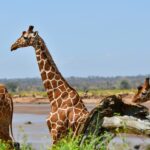 Due giraffe reticolate dal mantello a rete davanti al fiume scuro, una di profilo con il collo dritto, una bufaga in volo dietro di lei