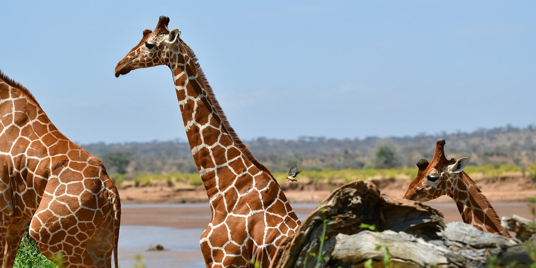 Due giraffe reticolate dal mantello a rete davanti al fiume scuro, una di profilo con il collo dritto, una bufaga in volo dietro di lei