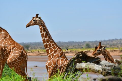 Due giraffe reticolate dal mantello a rete davanti al fiume scuro, una di profilo con il collo dritto, una bufaga in volo dietro di lei