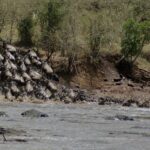 Una colonna di gnu si precipita giù da una sponda di terra e si getta nel fiume grigio, i primi nuotano già in fila verso l'altra riva