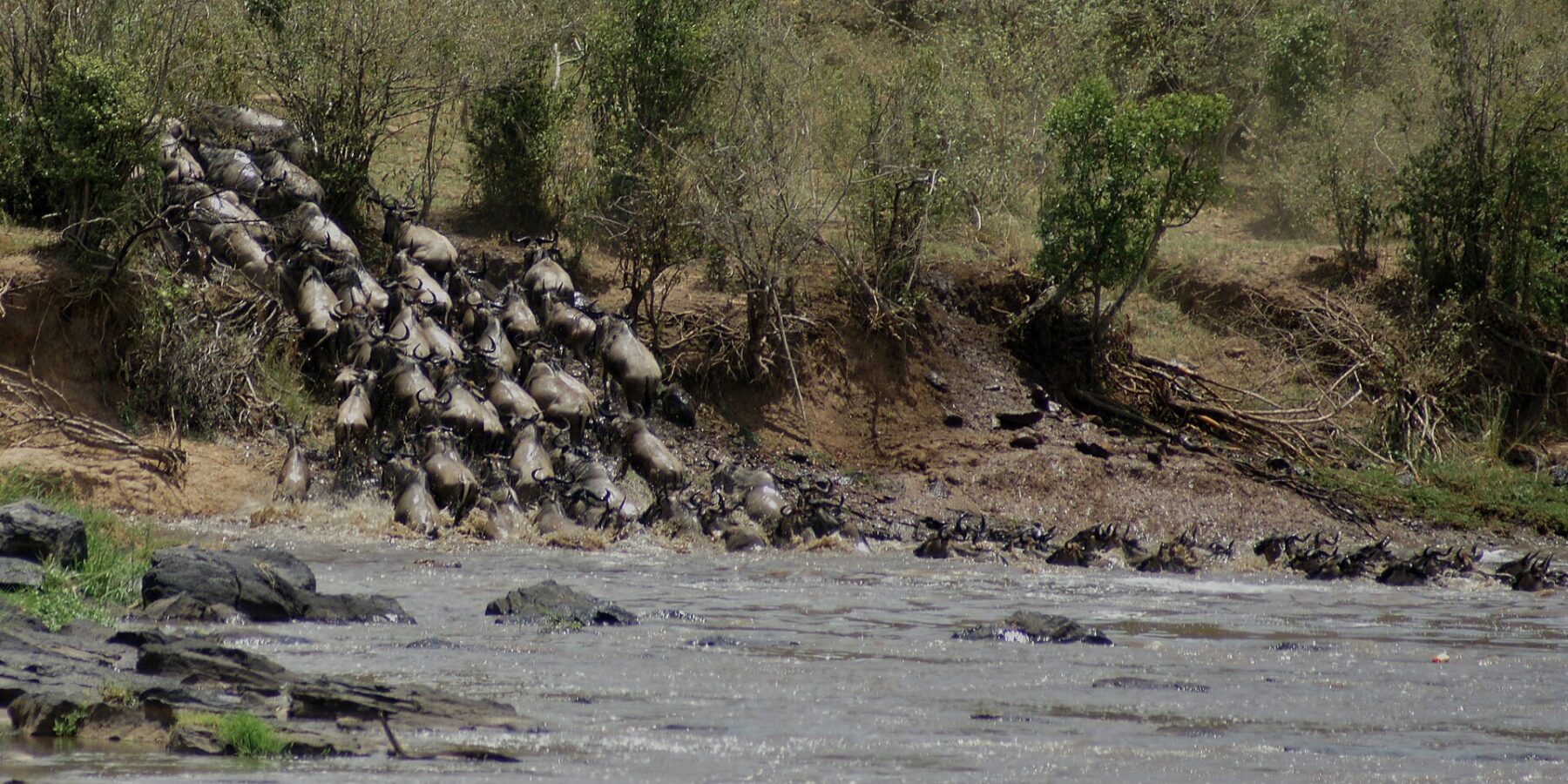 Una colonna di gnu si precipita giù da una sponda di terra e si getta nel fiume grigio, i primi nuotano già in fila verso l'altra riva