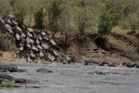 Una colonna di gnu si precipita giù da una sponda di terra e si getta nel fiume grigio, i primi nuotano già in fila verso l'altra riva