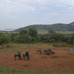 Gnu, impala, zebre e un kudu maggiore maschio radunati sulla terra rossa intorno a un punto d'acqua, le colline verdi del cratere dietro