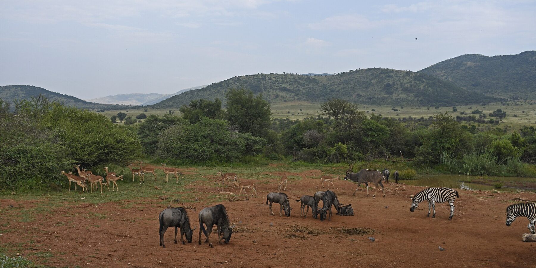 Gnu, impala, zebre e un kudu maggiore maschio radunati sulla terra rossa intorno a un punto d'acqua, le colline verdi del cratere dietro
