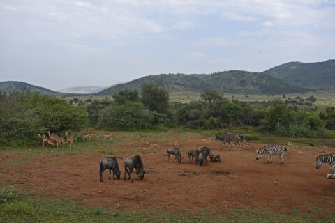Gnu, impala, zebre e un kudu maggiore maschio radunati sulla terra rossa intorno a un punto d'acqua, le colline verdi del cratere dietro