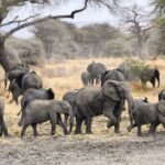 Una mandria di elefanti con diversi piccoli attraversa un terreno fangoso, un baobab e alcune acacie dietro