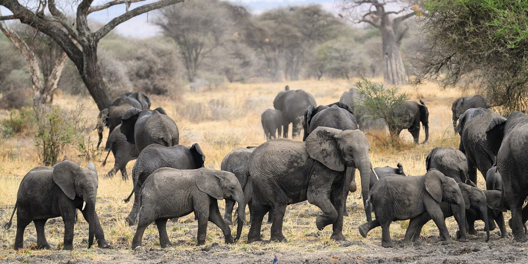 Una mandria di elefanti con diversi piccoli attraversa un terreno fangoso, un baobab e alcune acacie dietro
