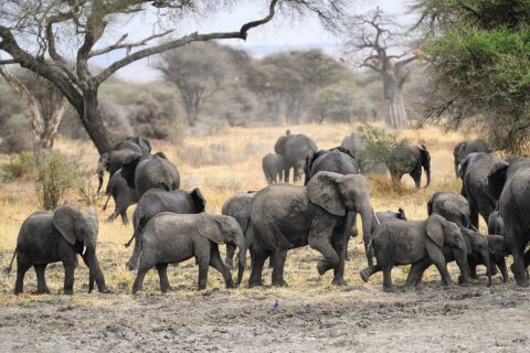 Una mandria di elefanti con diversi piccoli attraversa un terreno fangoso, un baobab e alcune acacie dietro