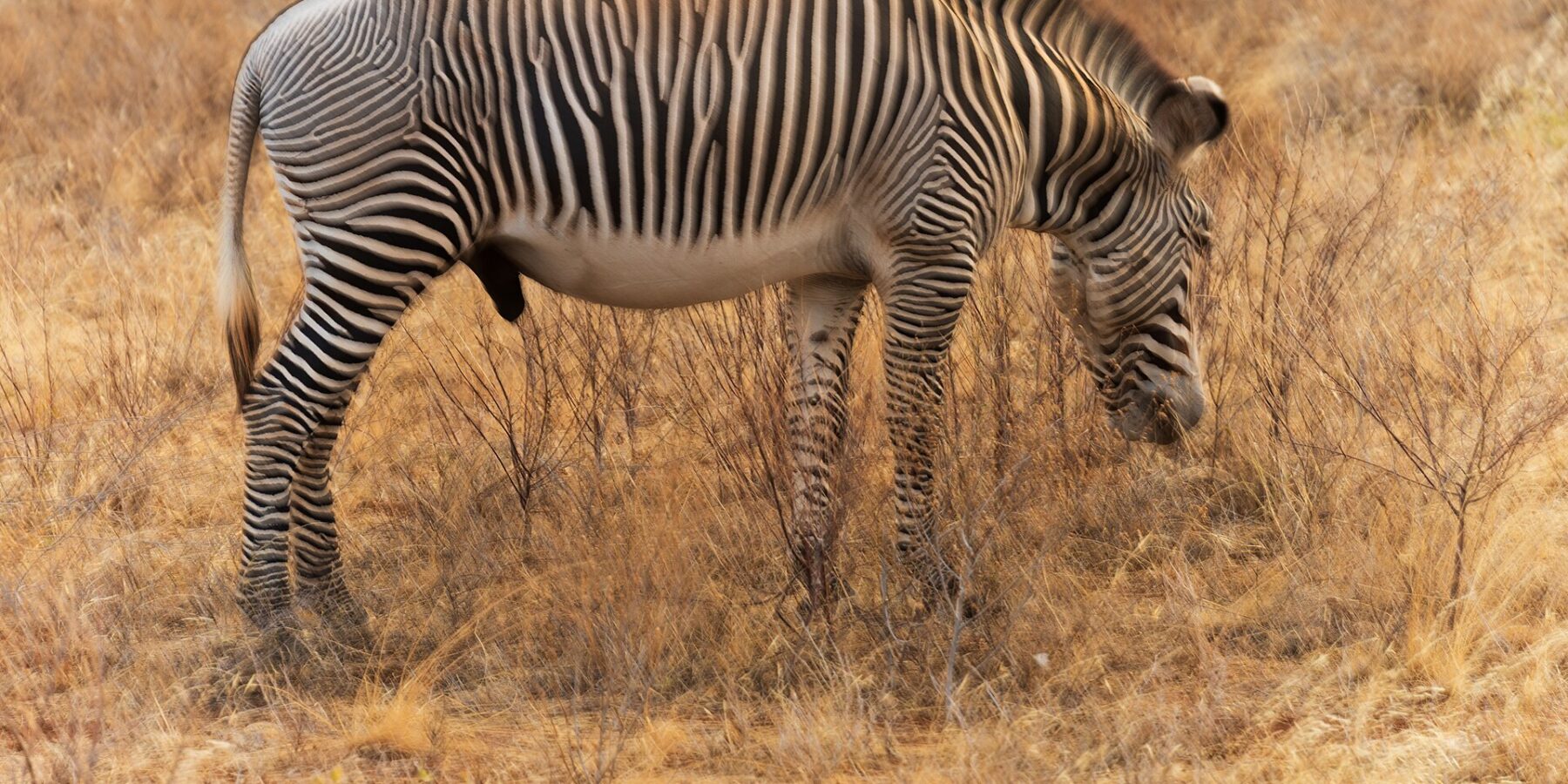 Un maschio di zebra di Grévy bruca di profilo nell'erba dorata, con le strisce sottili e fitte, il ventre bianco, la criniera dritta e le grandi orecchie rotonde