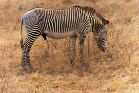 Un maschio di zebra di Grévy bruca di profilo nell'erba dorata, con le strisce sottili e fitte, il ventre bianco, la criniera dritta e le grandi orecchie rotonde