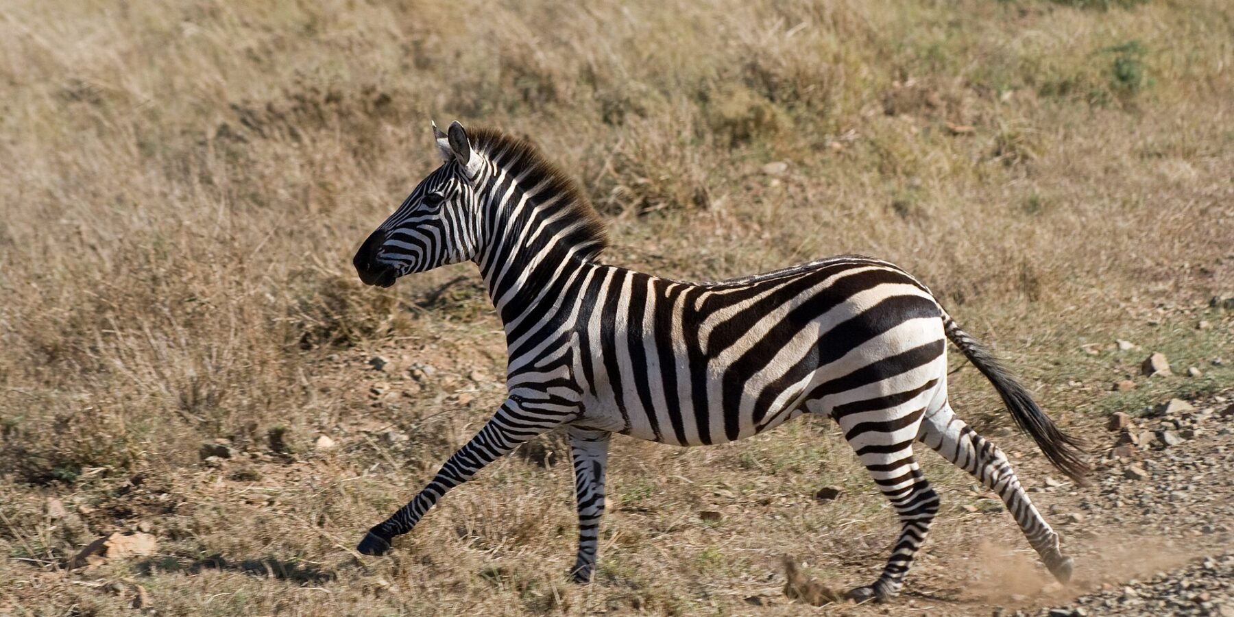 Una zebra di pianura al galoppo, di profilo, nell'erba secca, con la polvere sollevata dagli zoccoli e la criniera dritta