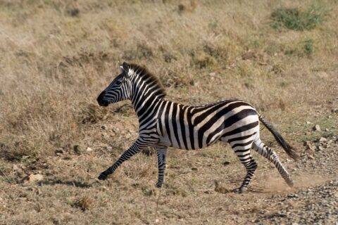 Una zebra di pianura al galoppo, di profilo, nell'erba secca, con la polvere sollevata dagli zoccoli e la criniera dritta
