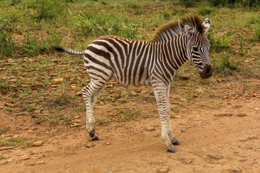 Un puledro di zebra dalle strisce ancora brune e dalla criniera ritta, di profilo su una pista di terra rossa, l'erba verde dietro